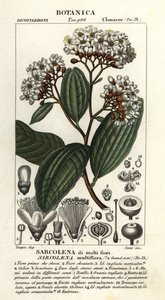 Sarcolaena multiflora af Stanghi Stanghi