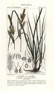 Skærgræs, Carex caespitosa af Stanghi Stanghi
