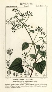 Spananthe paniculata Hydrocotyle spananthe, Idrocotile spanante af Stanghi Stanghi