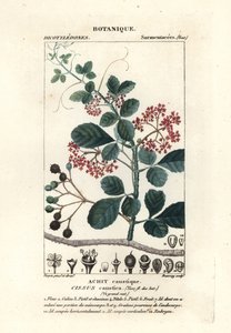 Skebladtrebine, Cissus obovata af Stanghi Stanghi