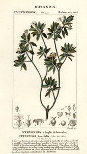 Stevensia buxifolia af Stanghi Stanghi