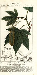 Sycamore ahorn eller planetree ahorn, Acer pseudoplatanus af Stanghi Stanghi