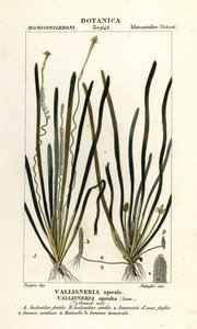Tapegræs eller ålegræs, Vallisneria spiralis
