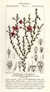 Tetratheca glandulosa af Stanghi Stanghi