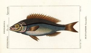 Gevindbrasen, Pentapodus fasciuola af Stanghi Stanghi
