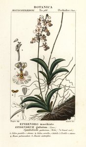 Tolumnia guttata orkidé af Stanghi Stanghi