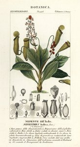 Tropisk kandeplante, Nepenthes destillatoria af Stanghi Stanghi