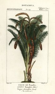 True sago palm, Metroxylon sagu af Stanghi Stanghi
