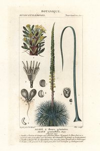 Tvillingblomstret agave, Agave geminiflora af Stanghi Stanghi