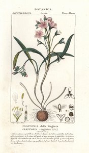 Virginia springbeauty, Claytonia virginica af Stanghi Stanghi