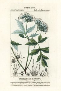 Virginia vandblad, Hydrophyllum virginianum af Stanghi Stanghi