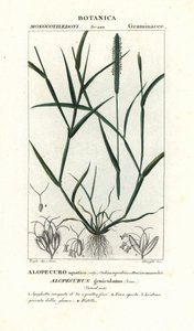 Vandrævehale, Alopecurus geniculatus af Stanghi Stanghi