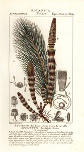 Vandpadderok, Equisetum fluviatile af Stanghi Stanghi