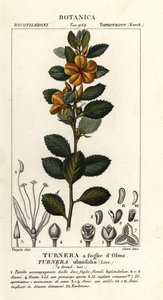 Gulel, Turnera ulmifolia af Stanghi Stanghi