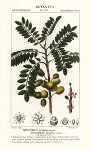 Gul mombin eller svineblomme, Spondias mombin