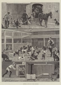 Skitser i Hundehjemmet, Battersea