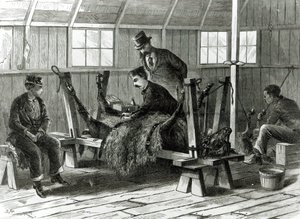 Tager virus fra kalven, illustration fra 