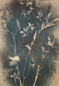 Blå botanisk studie af Stefano Mazzolini