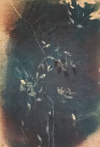 Mørkeblå botaniske motiver af Stefano Mazzolini
