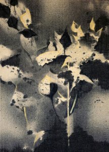Mørke botaniske former af Stefano Mazzolini