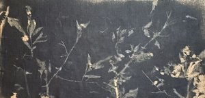 Mørk botanisk studie af Stefano Mazzolini