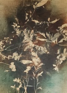 Mørke æteriske botaniske motiver af Stefano Mazzolini