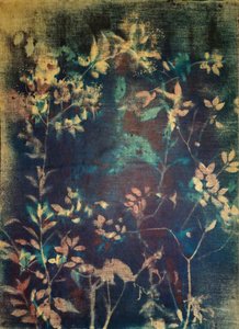 Æteriske blå botaniske motiver af Stefano Mazzolini