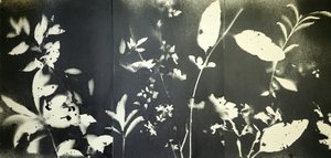 Æteriske botaniske silhuetter af Stefano Mazzolini