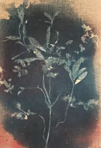 Falmet blåt botanisk motiv af Stefano Mazzolini