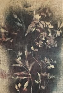 Falmede botaniske former af Stefano Mazzolini