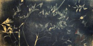 Botanisk studie i indigo