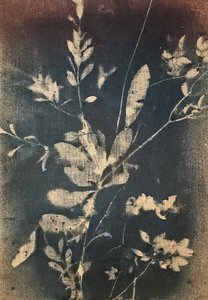 Vintageblå botaniske motiver af Stefano Mazzolini