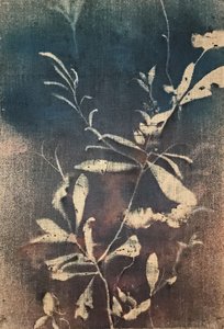 Vintage blå botaniske motiver af Stefano Mazzolini
