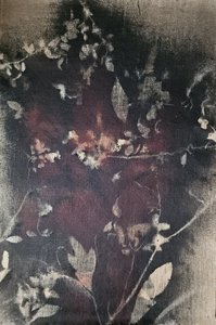 Vintage botanisk udtoning af Stefano Mazzolini