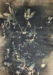 Botaniske vintageskygger