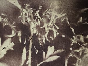 Vintage botaniske silhuetter af Stefano Mazzolini