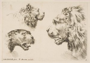 Heads of Three Lions, ca. 1641. af Stefano della Bella