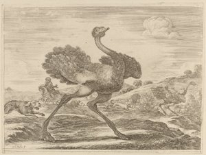 Strudsejagt af Stefano della Bella