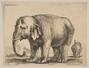 Plade 10: elefant, fra Diverse dyr Diversi animali, ca. 1641. af Stefano della Bella
