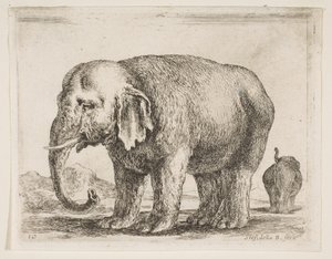 Plade 10: elefant, fra Diverse dyr Diversi animali, ca. 1641. af Stefano della Bella