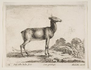 Tavle 15: då, fra Diverse dyr Diversi animali, ca. 1641. af Stefano della Bella