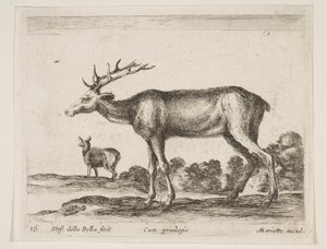 Tavle 16: kronhjort, fra Diverse dyr Diversi animali, ca. 1641. af Stefano della Bella
