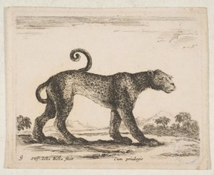Plade 9: leopard, fra 