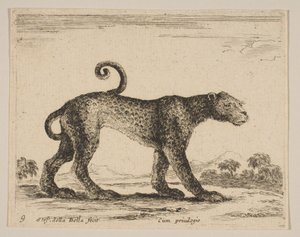 Plade 9: leopard, fra Diverse dyr Diversi animali, ca. 1641. af Stefano della Bella