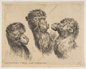 Tre kamelhoveder, ca. 1641. af Stefano della Bella
