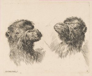 To kamelhoveder, ca. 1641. af Stefano della Bella