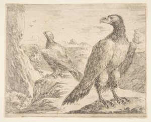 To ørne, fra Eagles Les aigles, ca. 1651. af Stefano della Bella