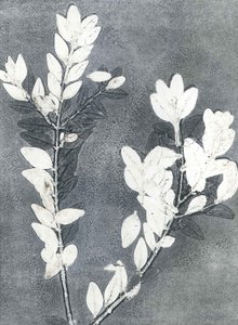 Midnight Garden III, 2015 (monoprint på papir)