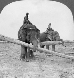 Elefanter, der arbejder i en tømmergård, Rangoon, Burma, 1908