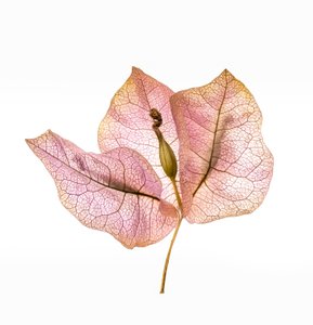 Bougainvillea Bract No. 01, 2020 (foto)